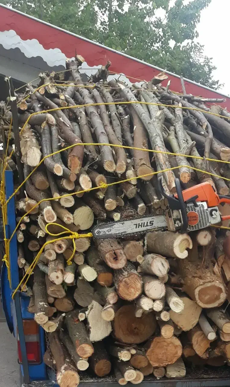 خرید درخت صنوبر و میوه ای|خدمات باغبانی و درختکاری|رشت, حومه رشت|دیوار