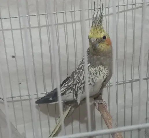 فروش عروس هلندی و مرغ عشق|پرنده|سوری, |دیوار