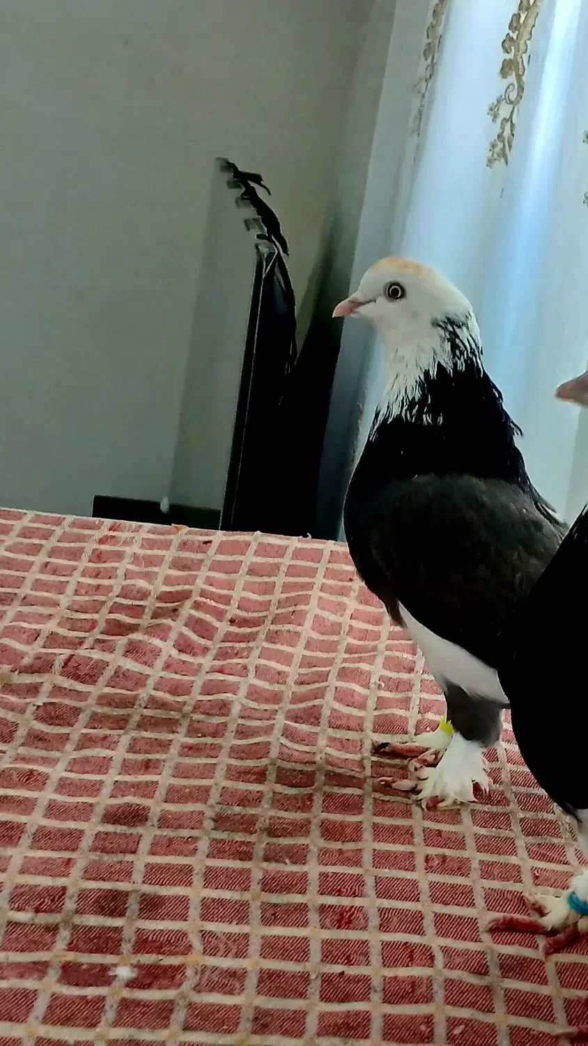 کفتر گوره درجه یک فروشی|پرنده|کوهدشت, |دیوار