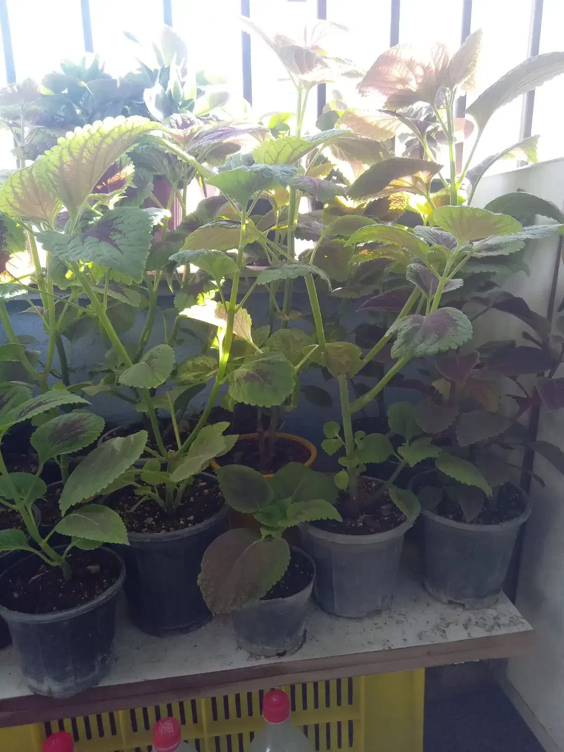 گلهای زیبا وسالم ۴۰هزار|گل و گیاه طبیعی|هشتگرد, فاز ۷ مهستان|دیوار