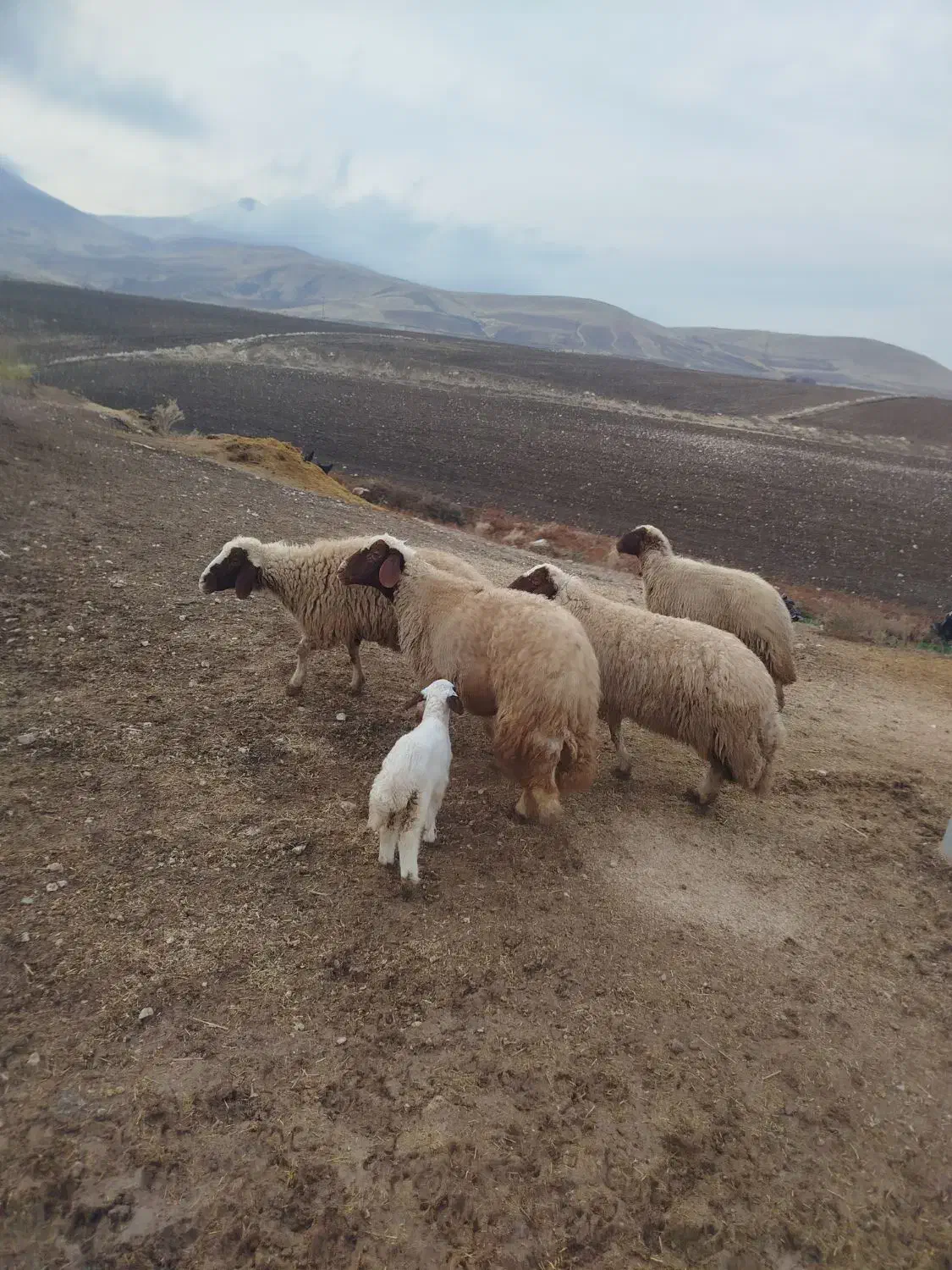 گوسفند میش آبستن|حیوانات مزرعه|کوزران, |دیوار