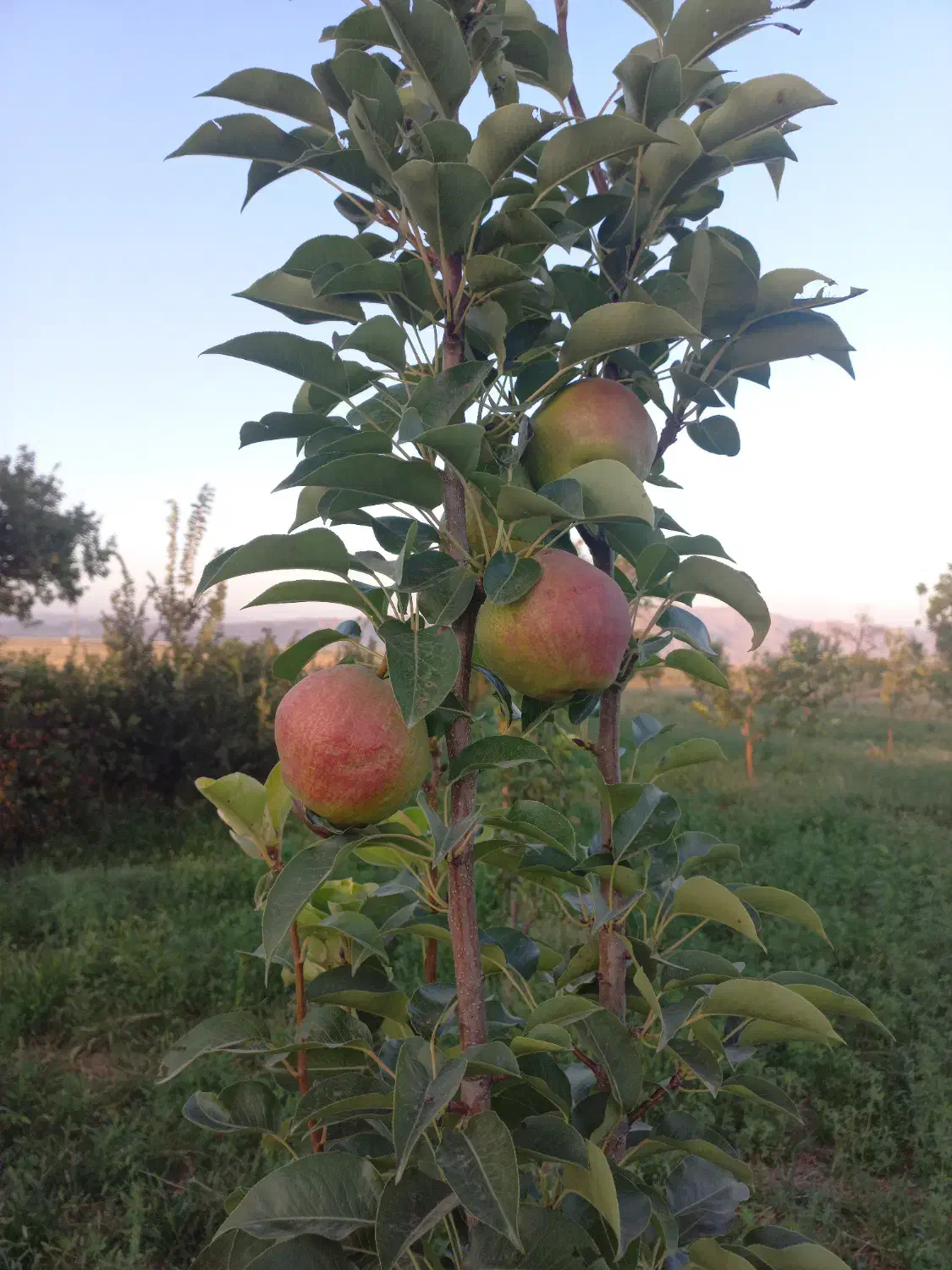 زمین|فروش زمین و ملک کلنگی|فیروزکوه, |دیوار