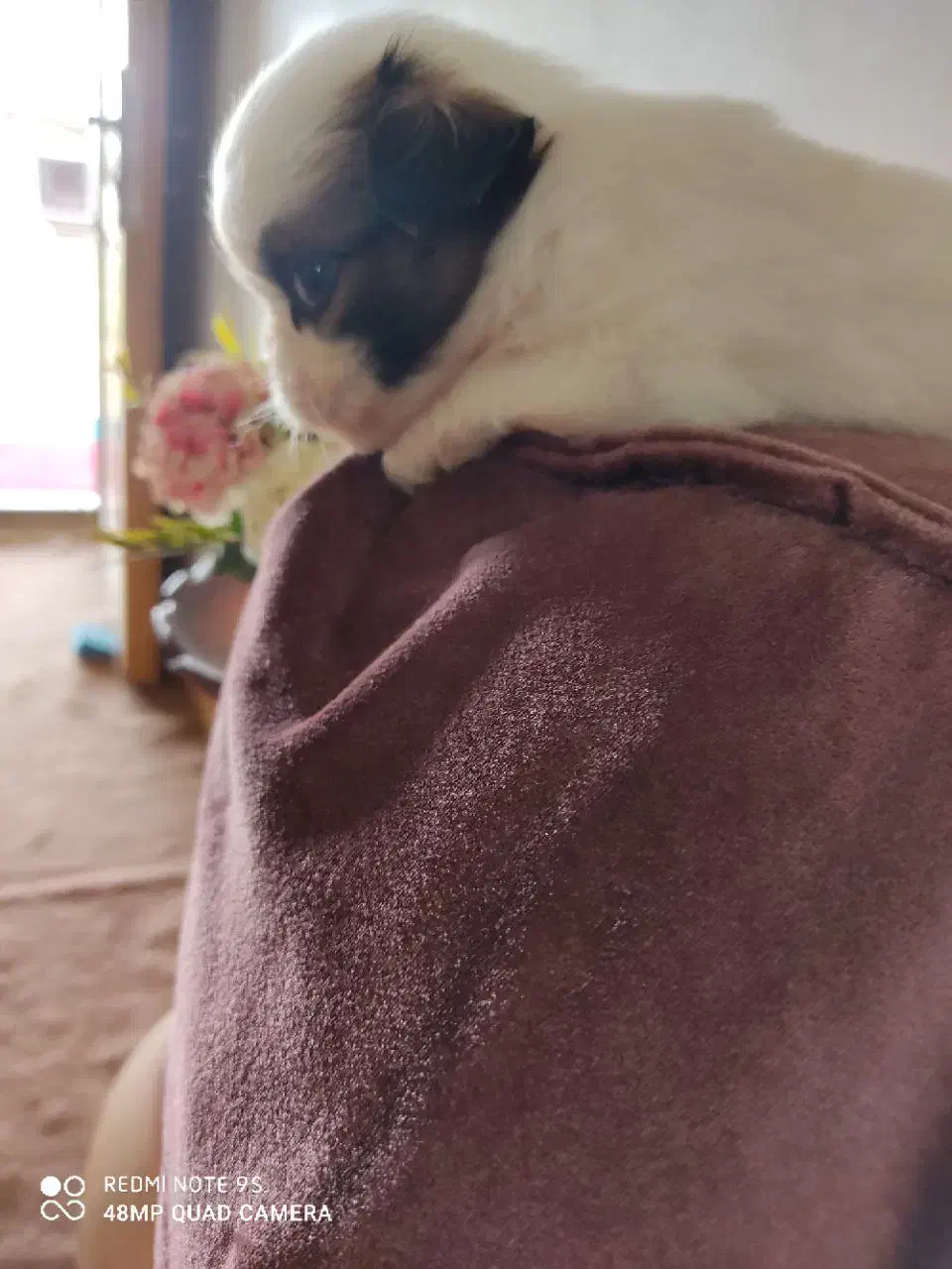 شیتزو کراس درجه یک|سگ|رشت, شهرک آیت الله منتظری|دیوار