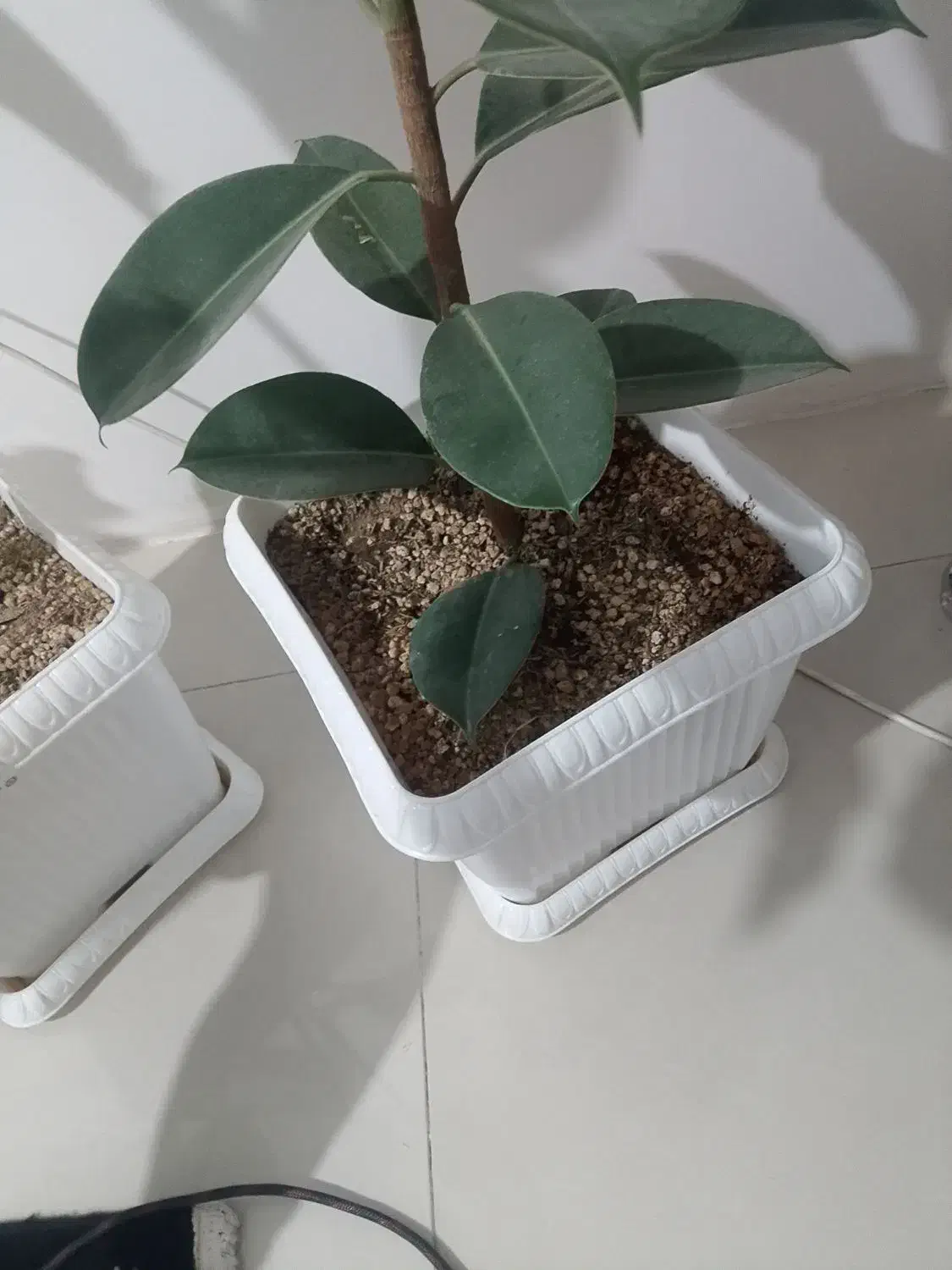 گل آپارتمانی فیکوس|گل و گیاه طبیعی|بهارستان, |دیوار