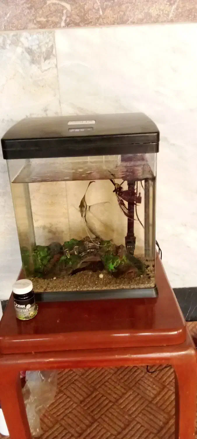 اکواریوم کوچک|ماهی|نائین, |دیوار