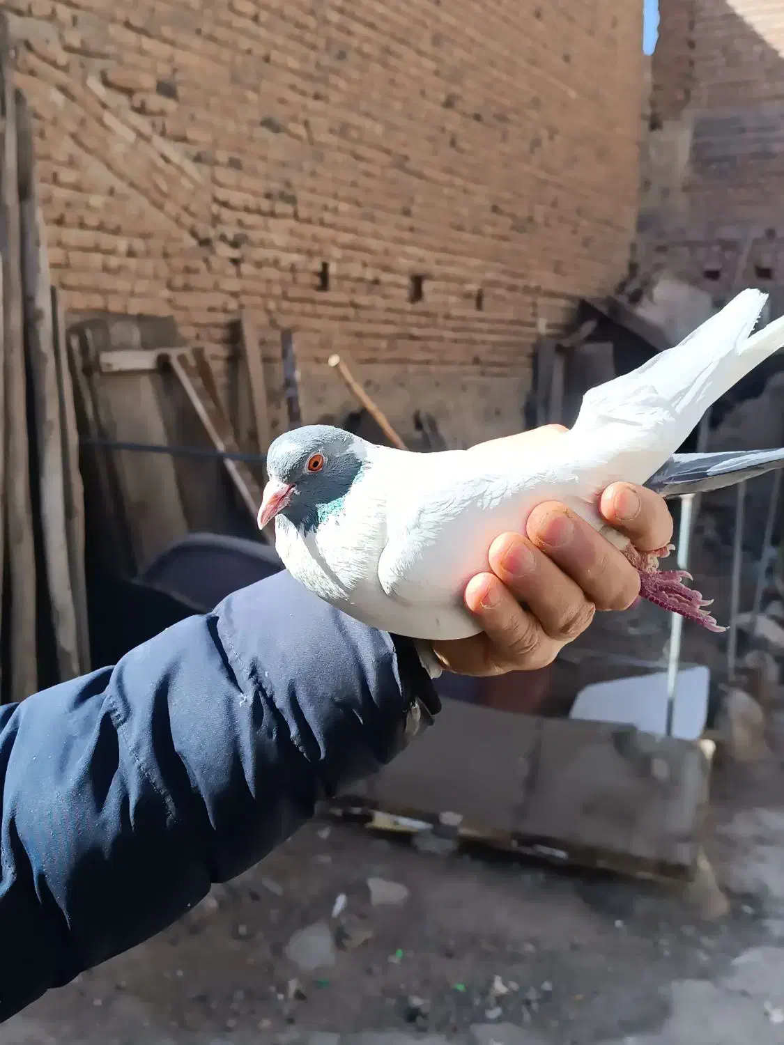 طوقی|پرنده|اردبیل, |دیوار