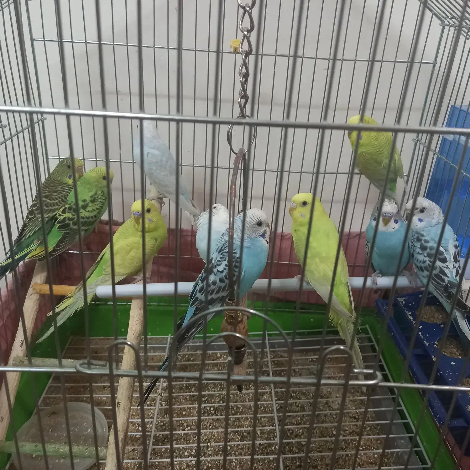 مرغ عشق مست|پرنده|برخوار, |دیوار