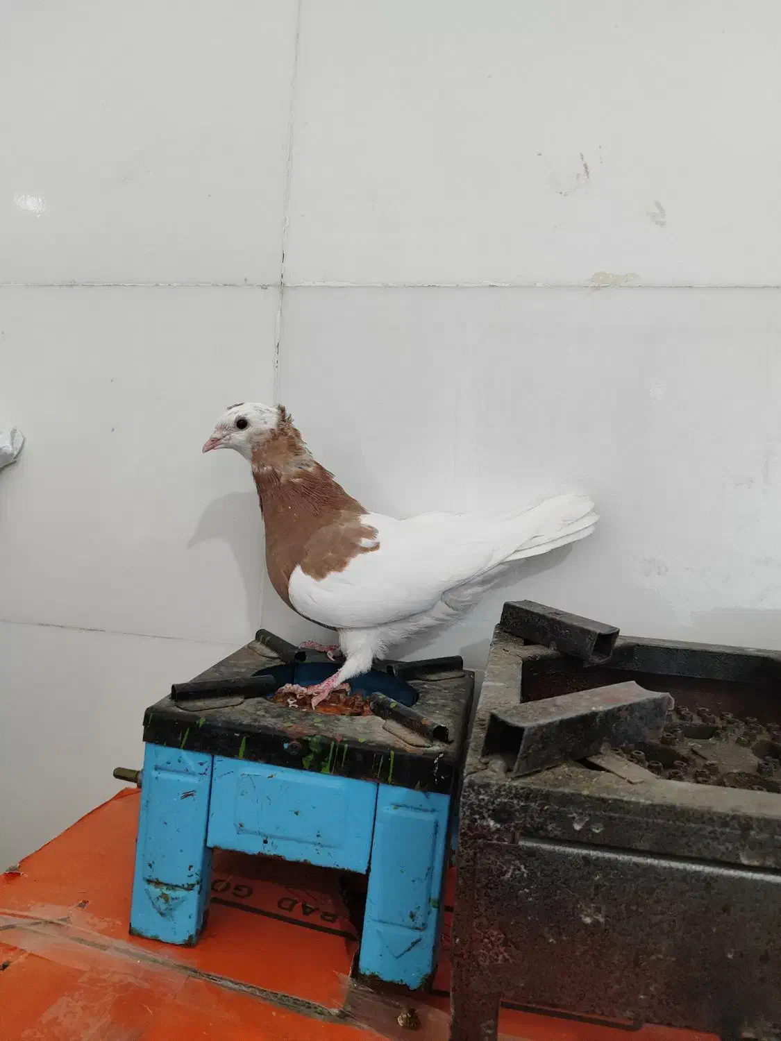 کبوتر طوقی نر|پرنده|فسا, |دیوار