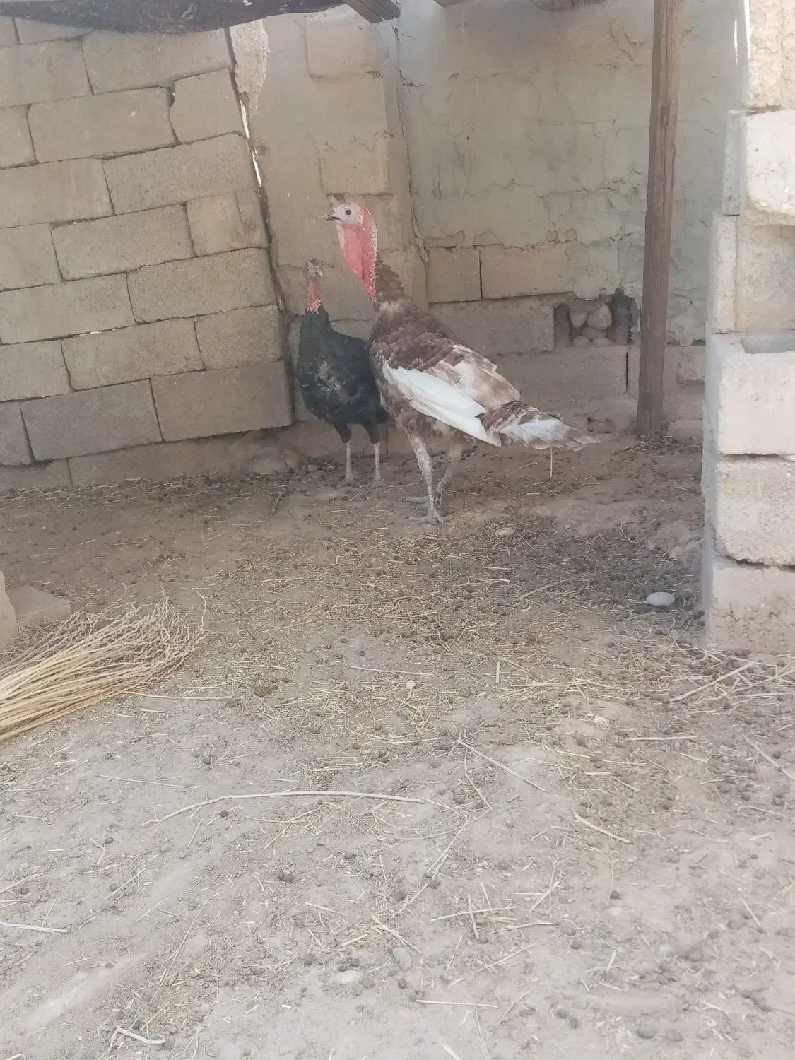 جفت بقلمون|حیوانات مزرعه|بندر گناوه, |دیوار