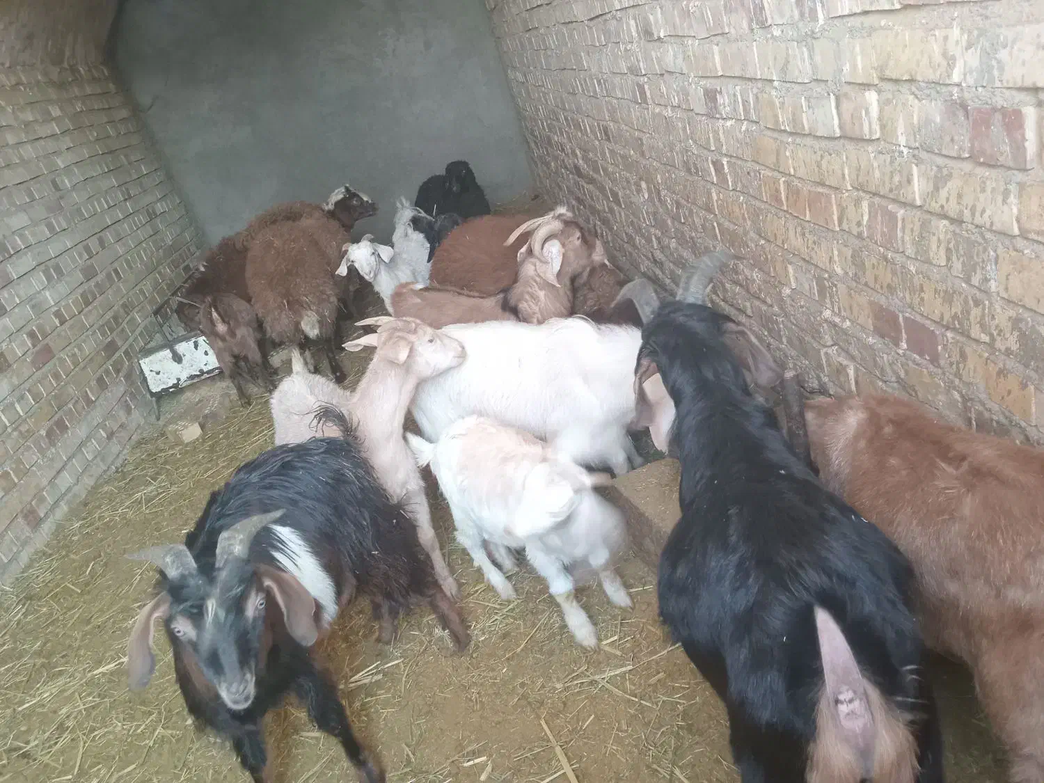 فروش دام|حیوانات مزرعه|گناباد, |دیوار