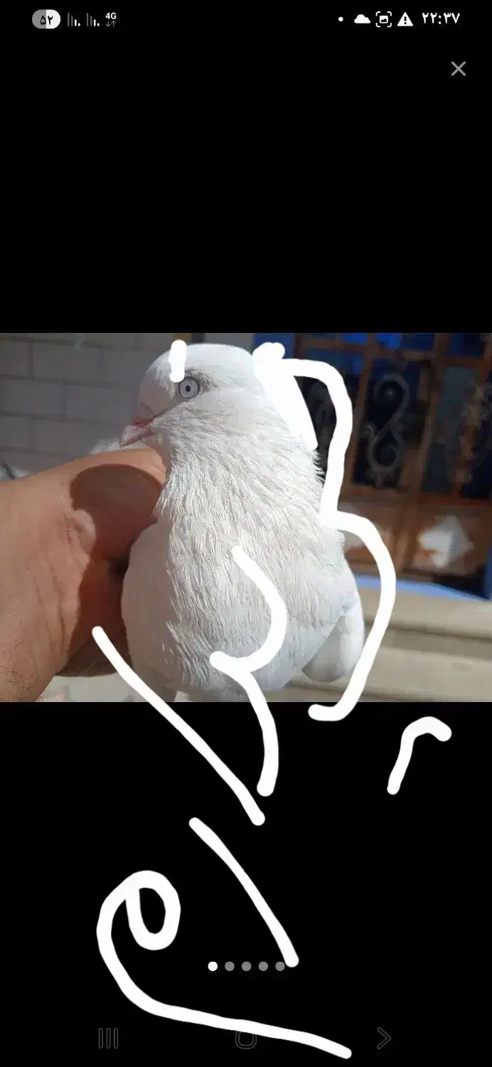 کفتر سفید بمبویی|پرنده|شیراز, شهرک مهدیآباد|دیوار