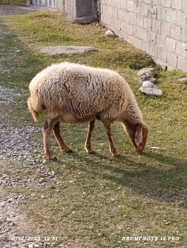 گوسفندآبستن‌دوقلوزا|حیوانات مزرعه|گرگان, |دیوار