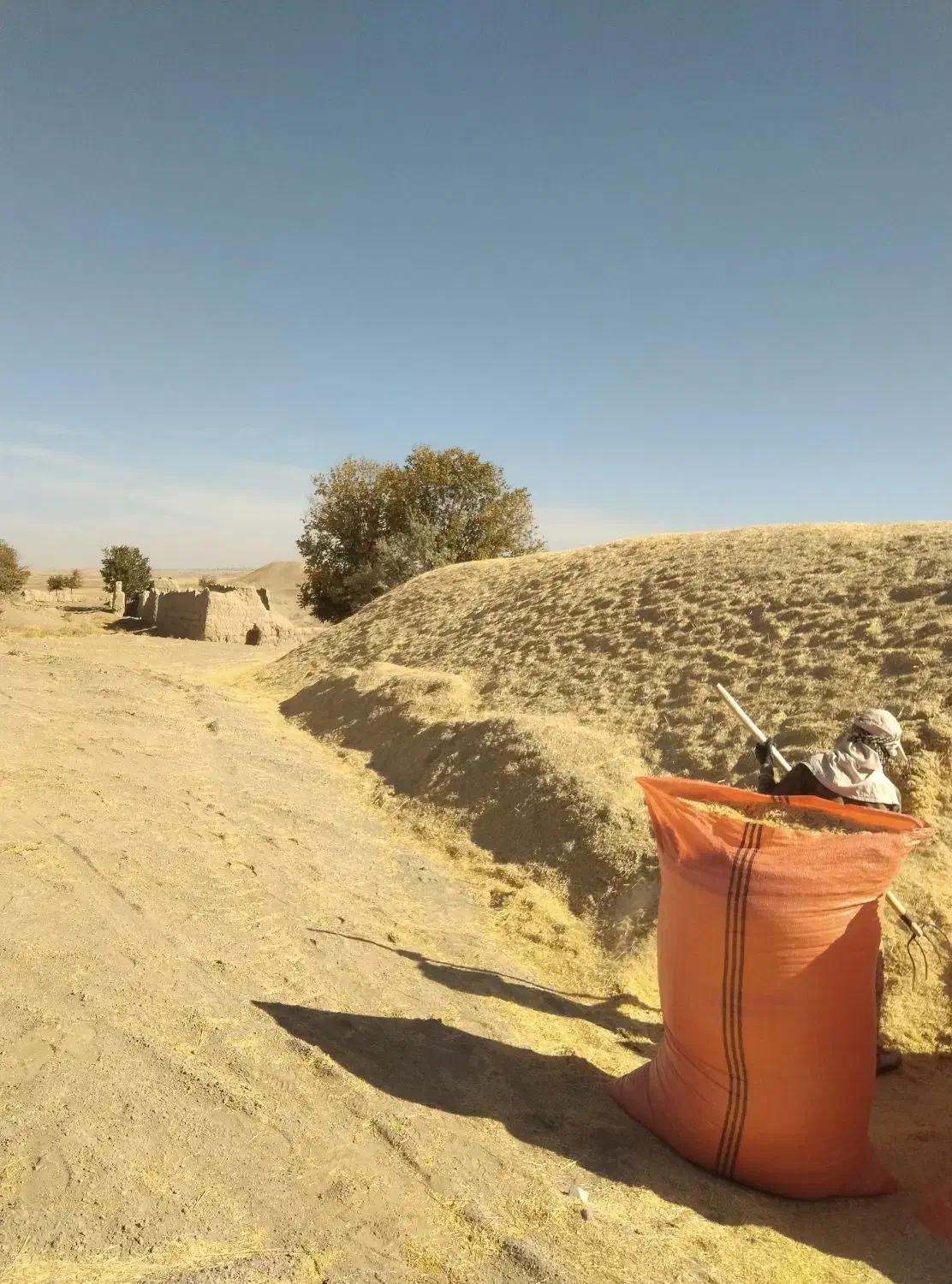 کاه دیم درجه یک نرم|لوازم جانبی حیوانات|قروه, |دیوار