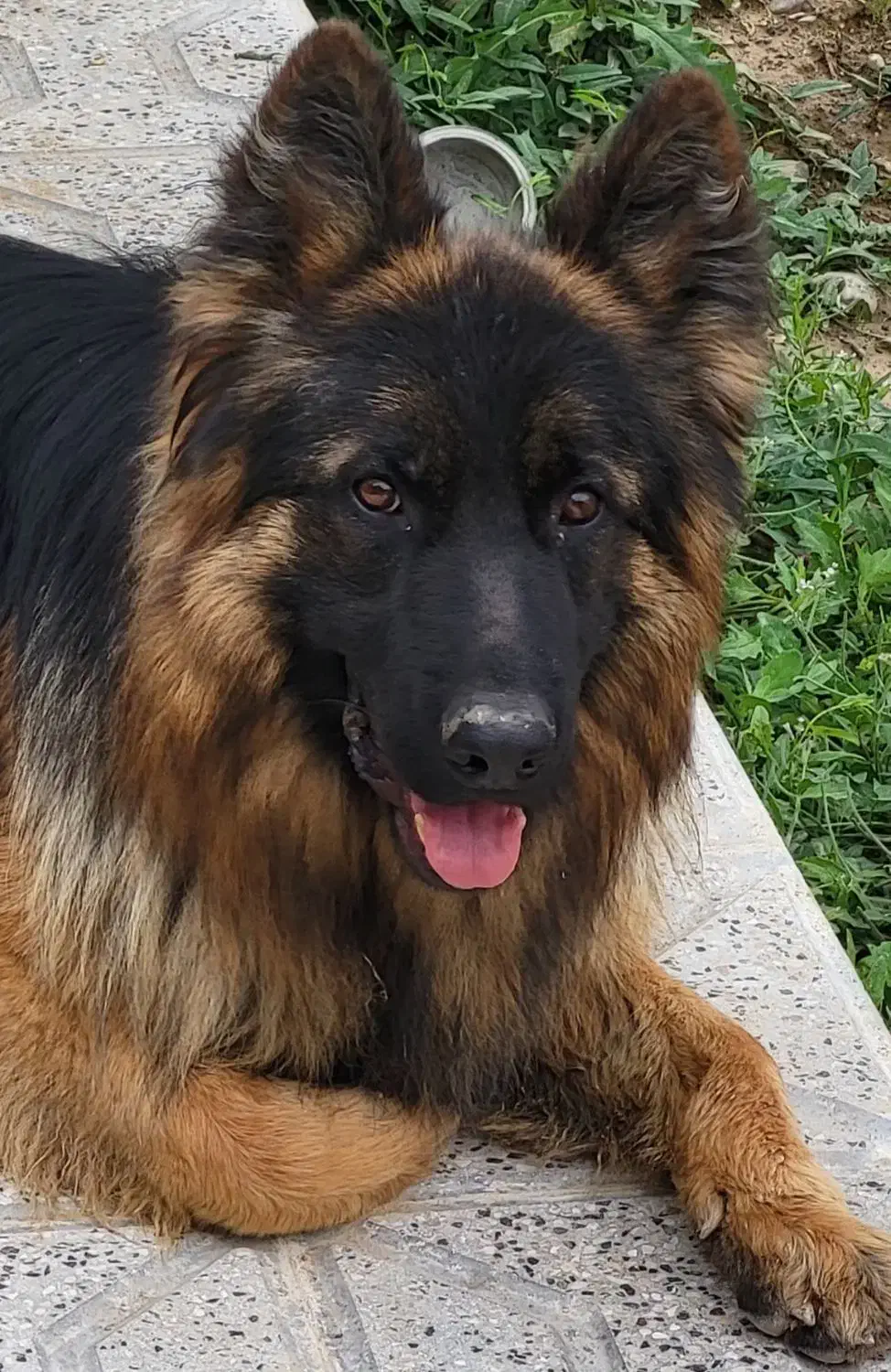 ژرمن.شولاین صددر صد خالص نر 2ساله|سگ|شیروان (خراسان), |دیوار