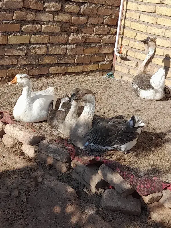 قوغاز|حیوانات مزرعه|قزوین, |دیوار