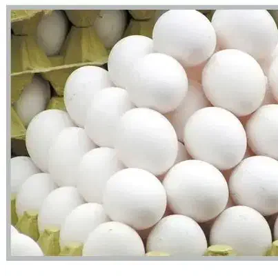 تخم مرغ ارزان|خوردنی و آشامیدنی|کرمانشاه, |دیوار