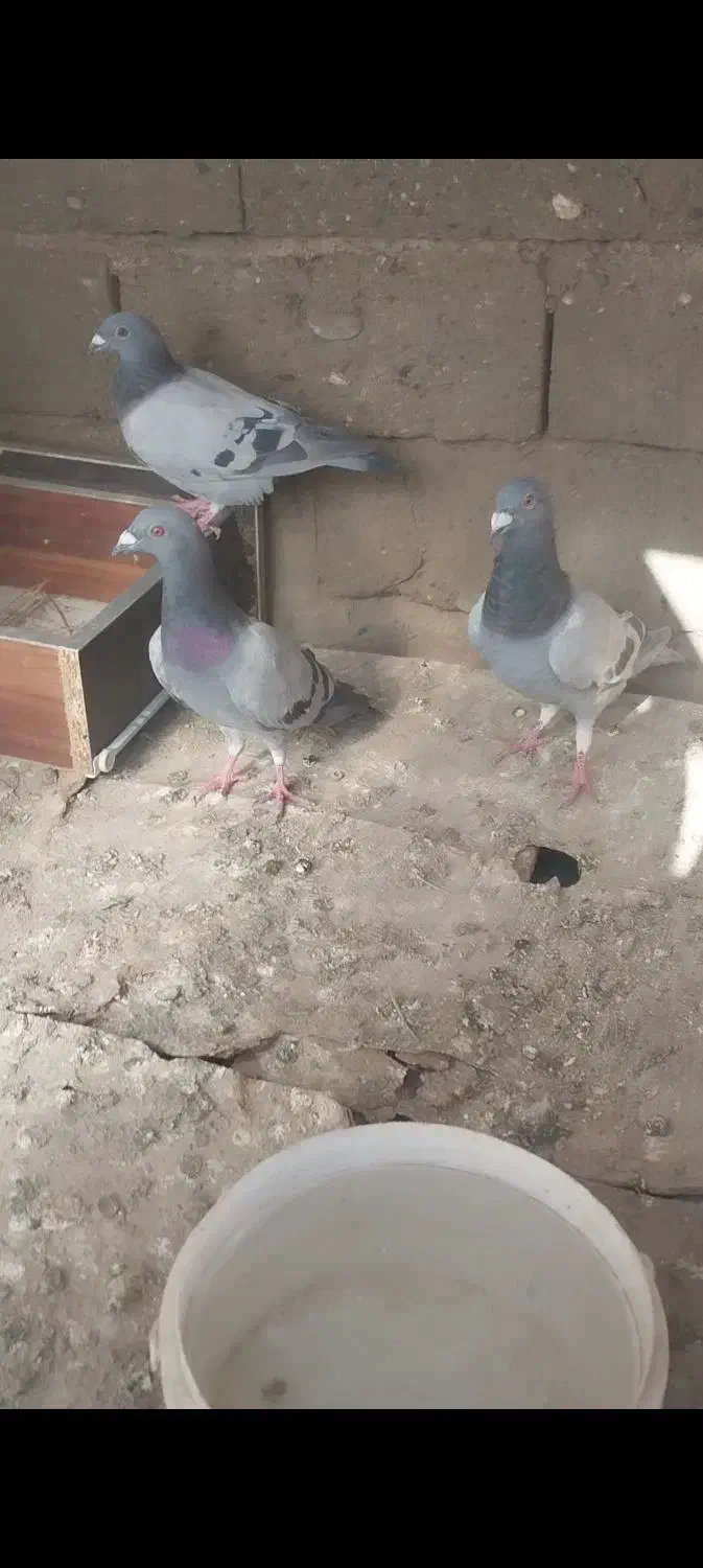 کبوتر پلاکی|پرنده|صحنه, |دیوار