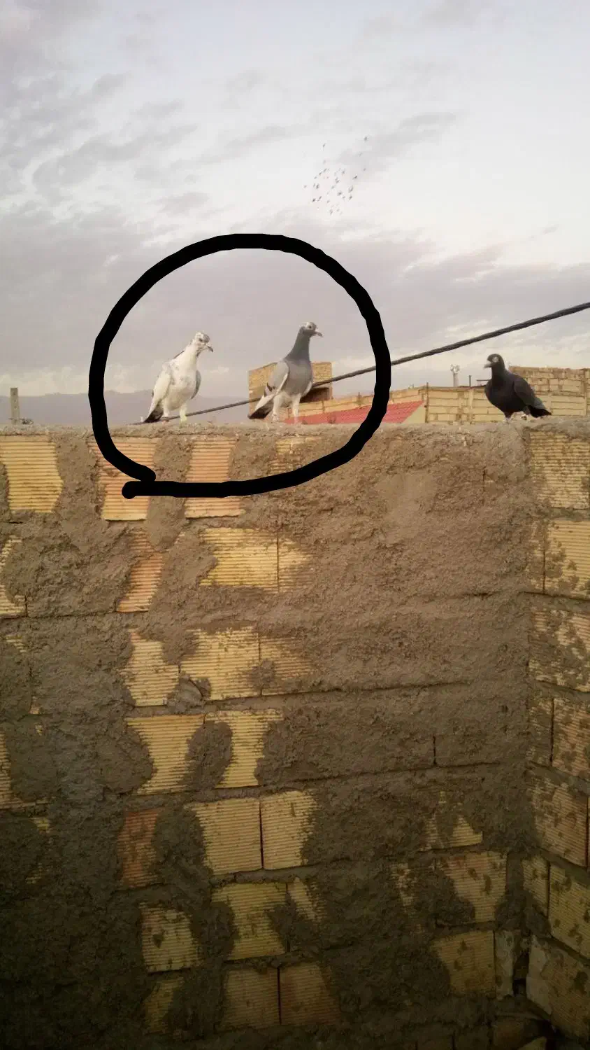 گمشده کفتر|حیوانات|نیشابور, مازول|دیوار