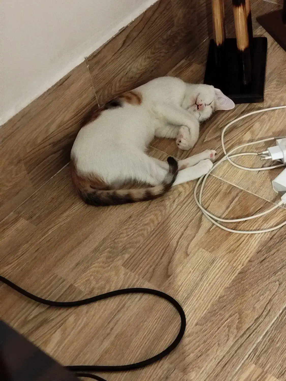 گربه|گربه|میاندوآب, |دیوار