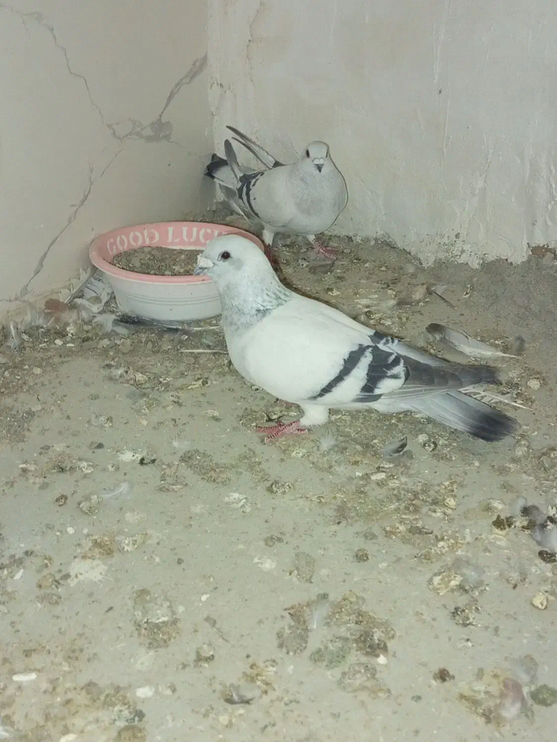 کبوتر رنگی|پرنده|سراوان, |دیوار