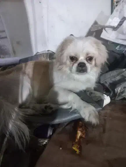 سگ پیدا شده|حیوانات|کرج, کمال‌شهر|دیوار