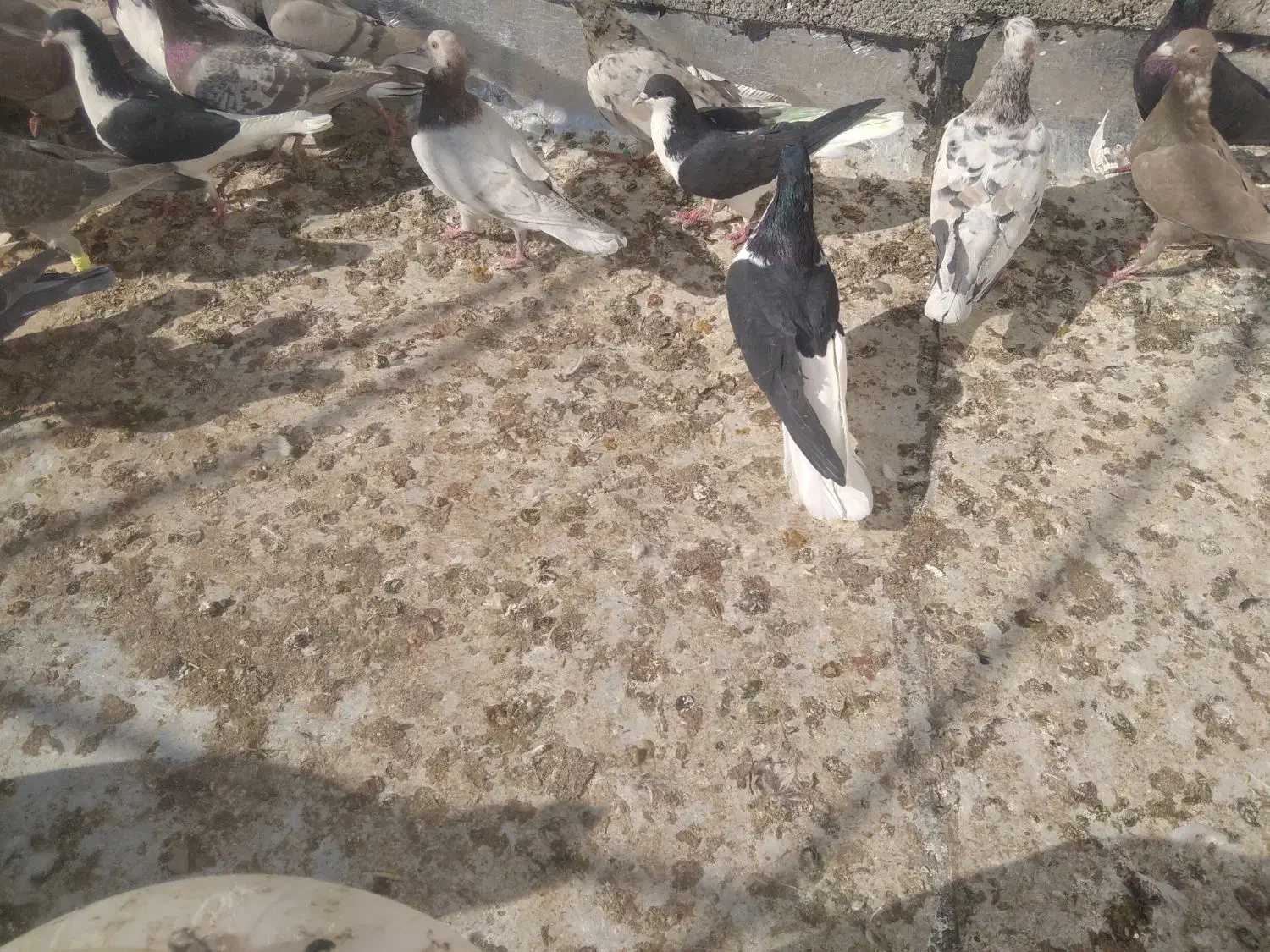 کفتر همه مدل هفت‌رنگ ورنگی والمانی مگزی|پرنده|اقبالیه, |دیوار