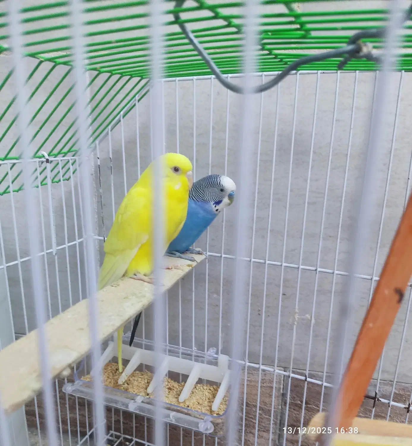 مرغ عشق|پرنده|رامهرمز, |دیوار