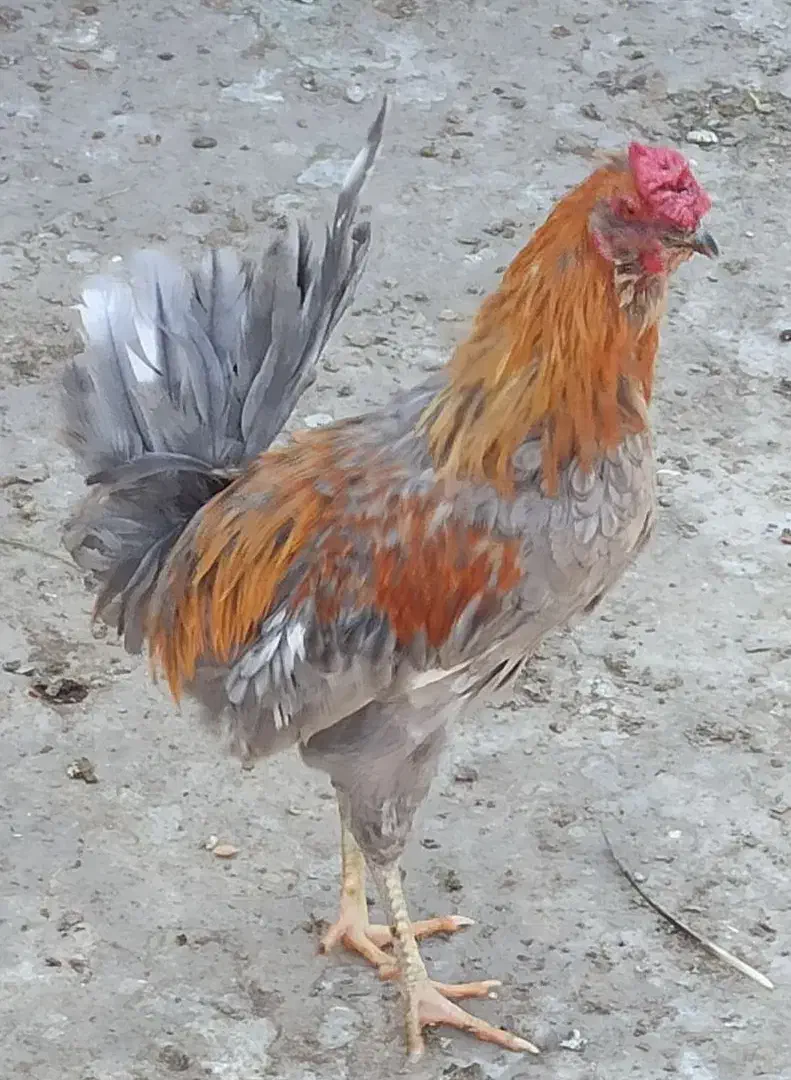 خروس چهل تاج کاکولی وریشی|حیوانات مزرعه|پیر بکران, |دیوار