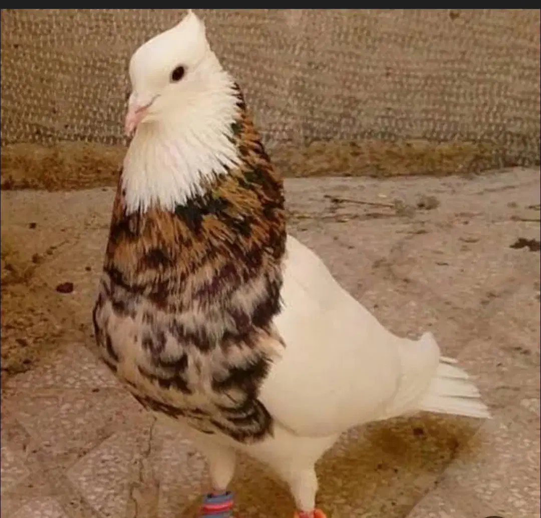 فروشی|پرنده|یامچی, |دیوار