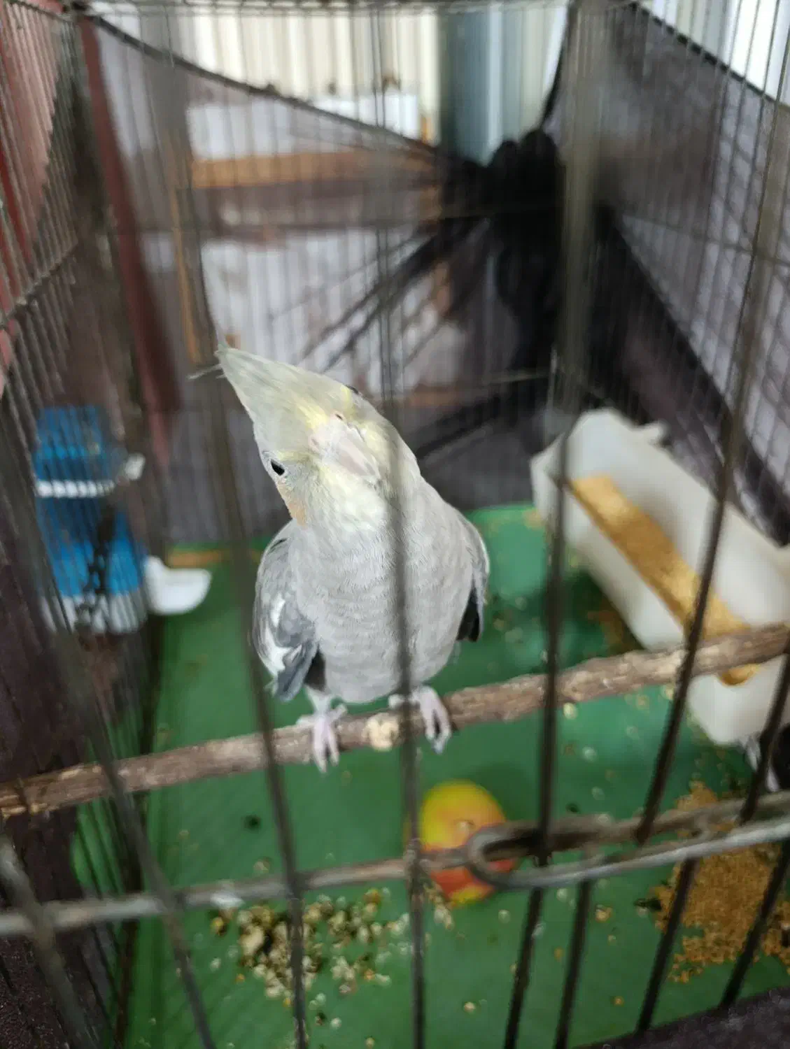 عروس هلندی ۴ ماهه|پرنده|محمدیه-قزوین, |دیوار