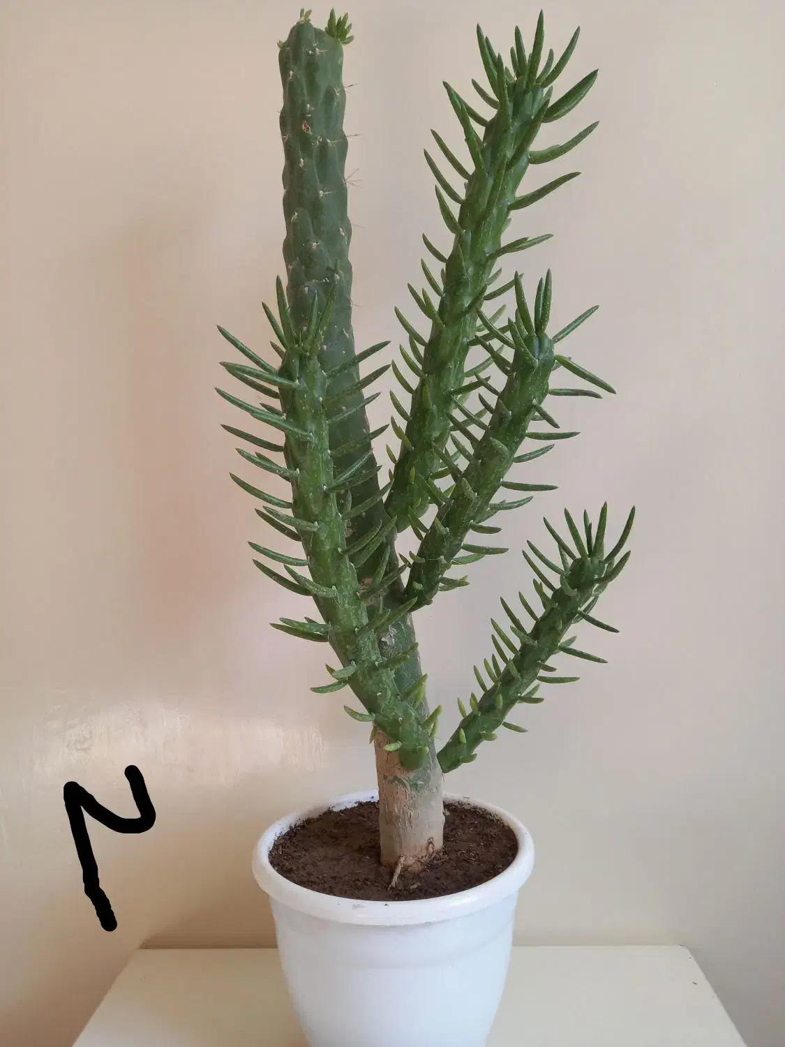 گل های خواستنی|گل و گیاه طبیعی|اسفراین, |دیوار