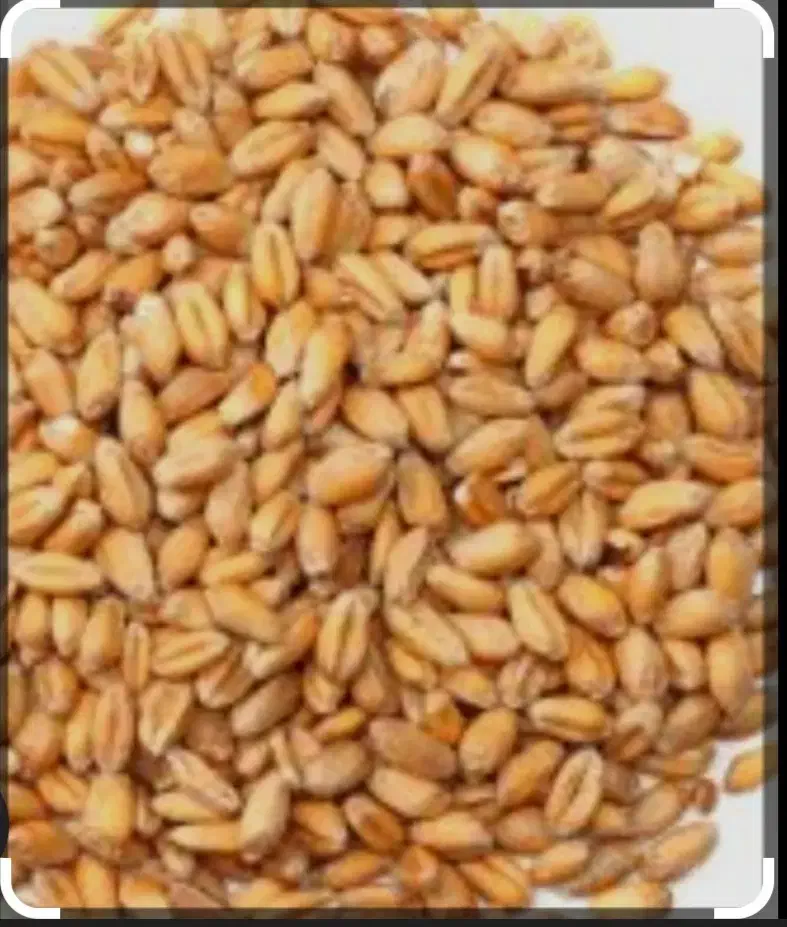 گندم|گل و گیاه طبیعی|سرپل ذهاب, |دیوار