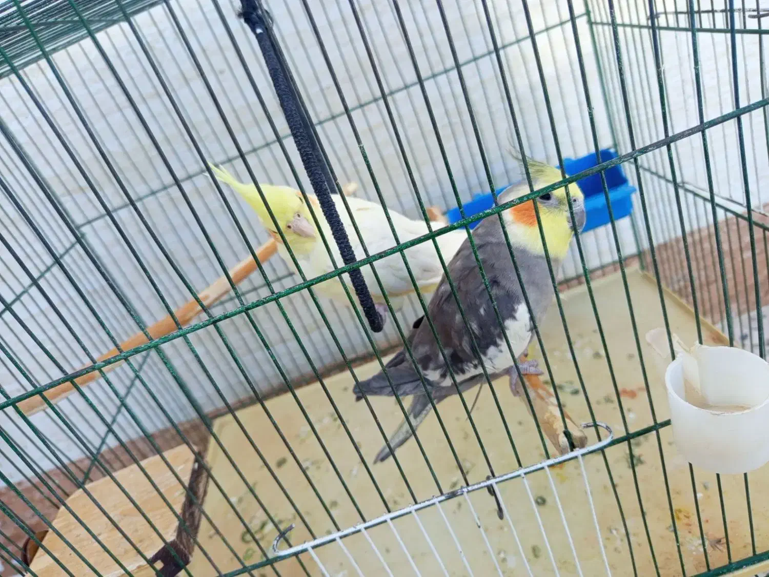 یک جفت عروس هلندی مولد|پرنده|رومشکان, |دیوار