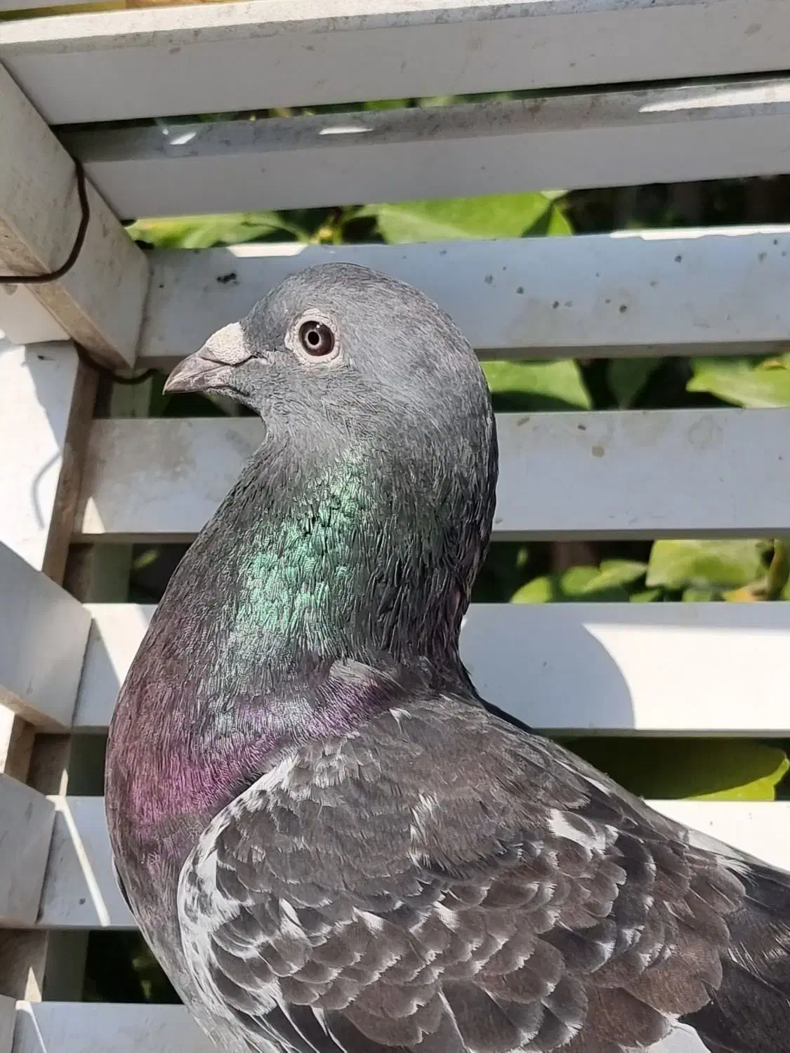 موریس دلبر و جان اردن (خ)|پرنده|برازجان, |دیوار