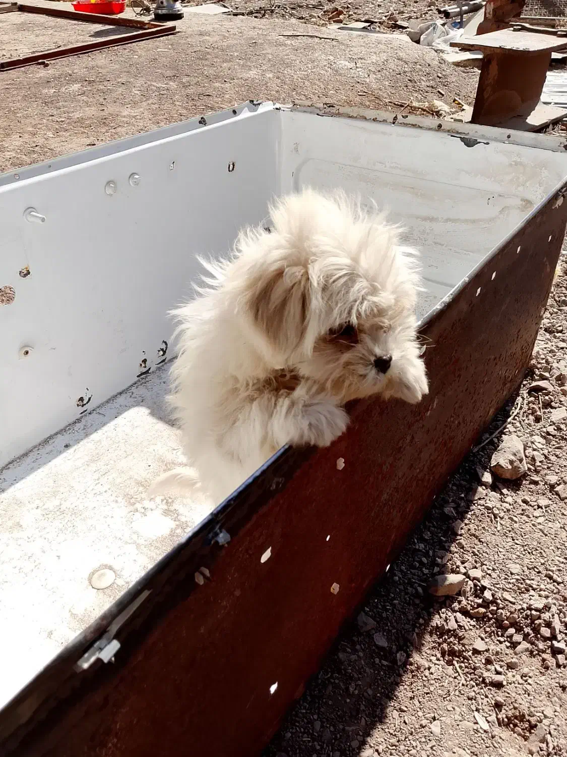 سگ شیتزو|سگ|سرایان, |دیوار