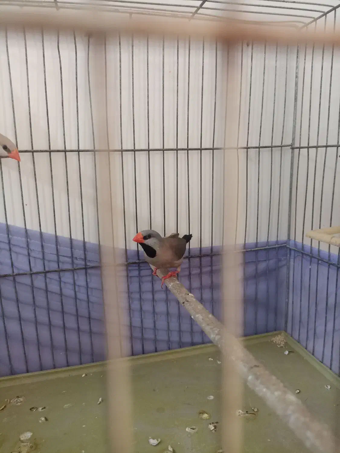 فنچ کرواتی|پرنده|تهران, شکیبا|دیوار