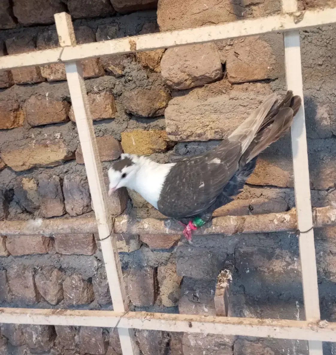 کبوتر سر سفید|پرنده|اسفرورین, |دیوار