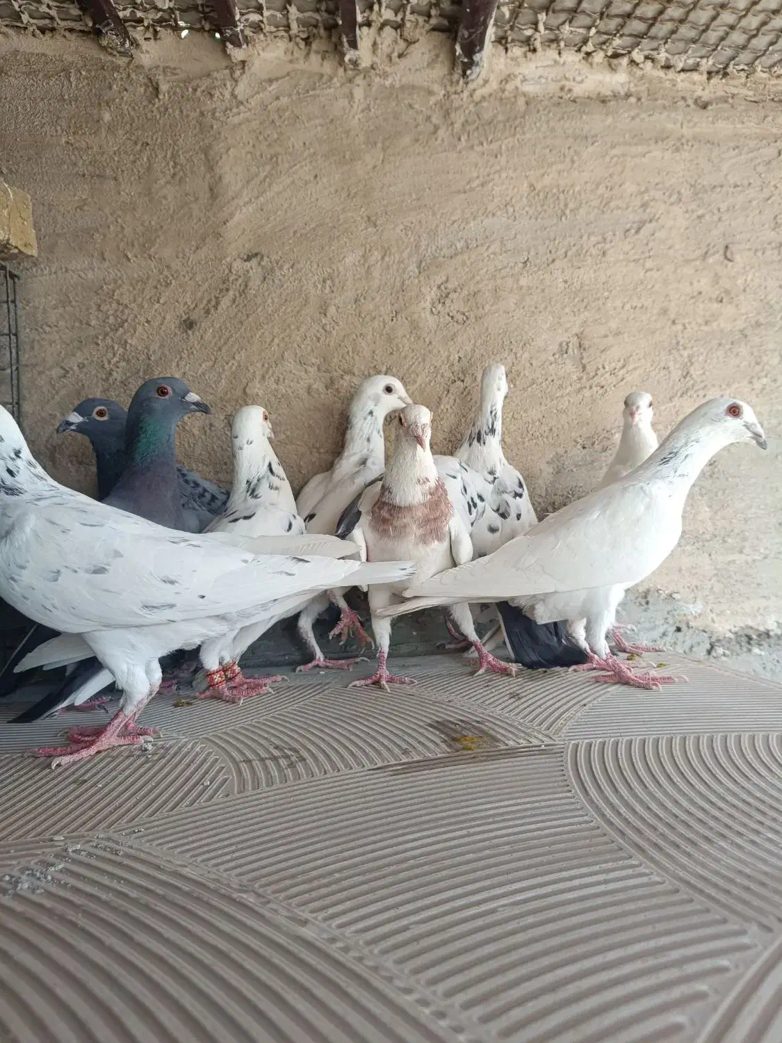 کبوتر پلاکی|پرنده|یزد, |دیوار