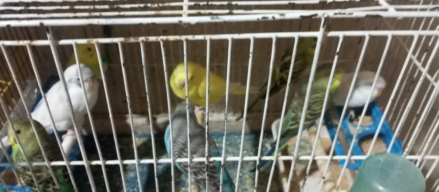 مرغ عشق زیبا در رنگهای مختلف|پرنده|مرودشت, فرهنگ|دیوار