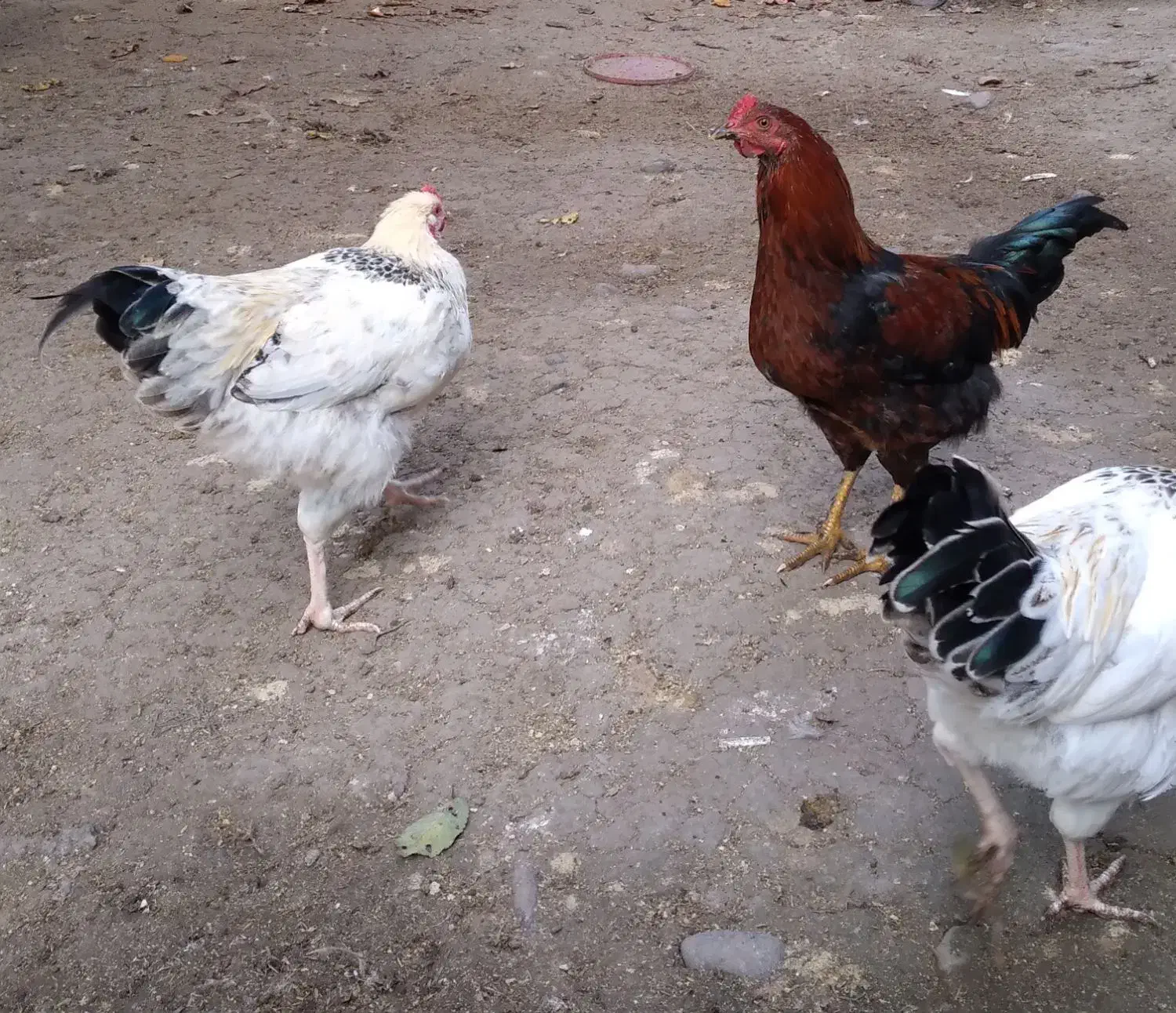 غاز،مرغ و خروس،اردک اسرائیلی|حیوانات مزرعه|سنگر, |دیوار