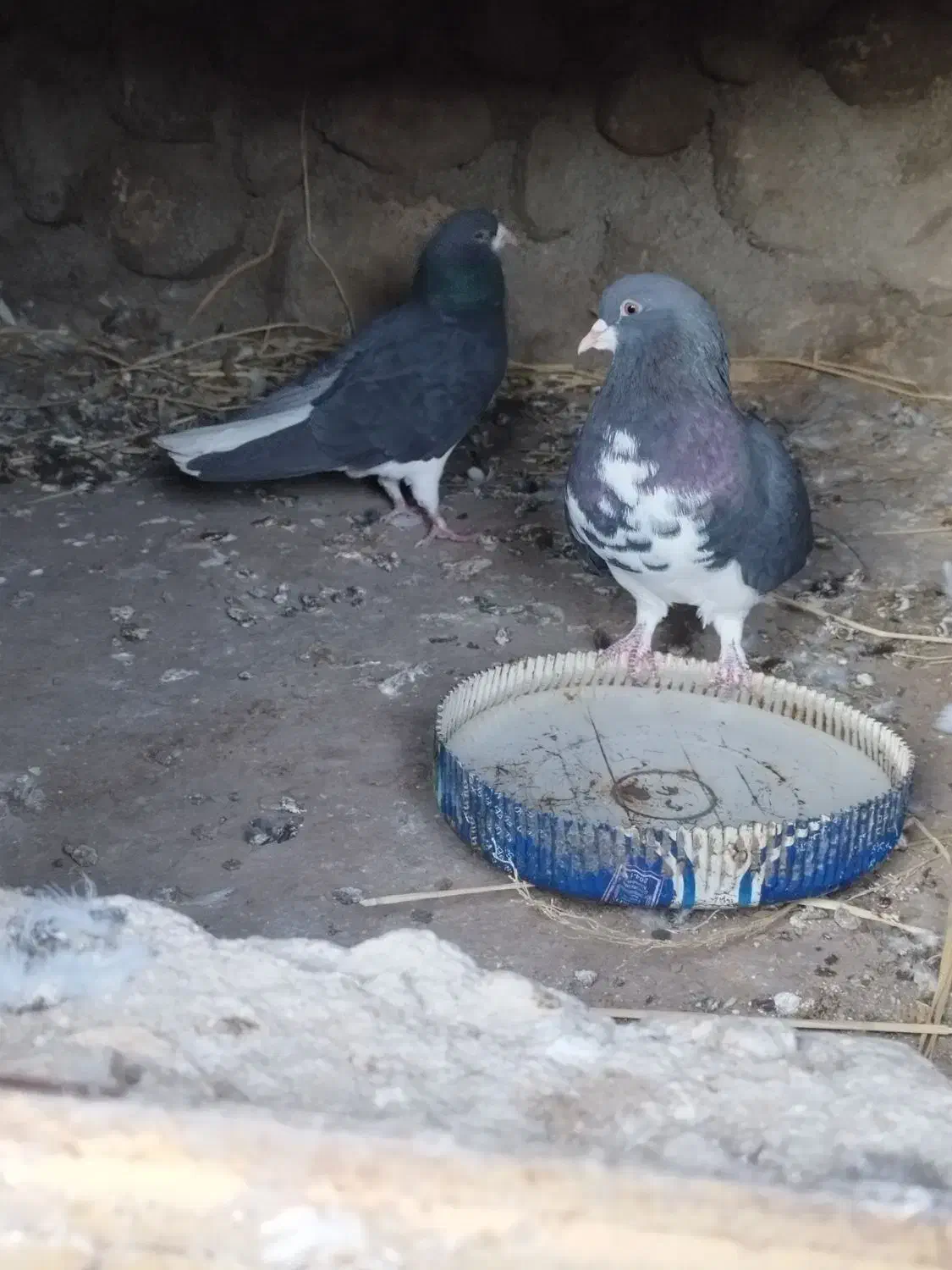 جفت خشرنگ یقه کیپ تمیز|پرنده|جوزار, |دیوار