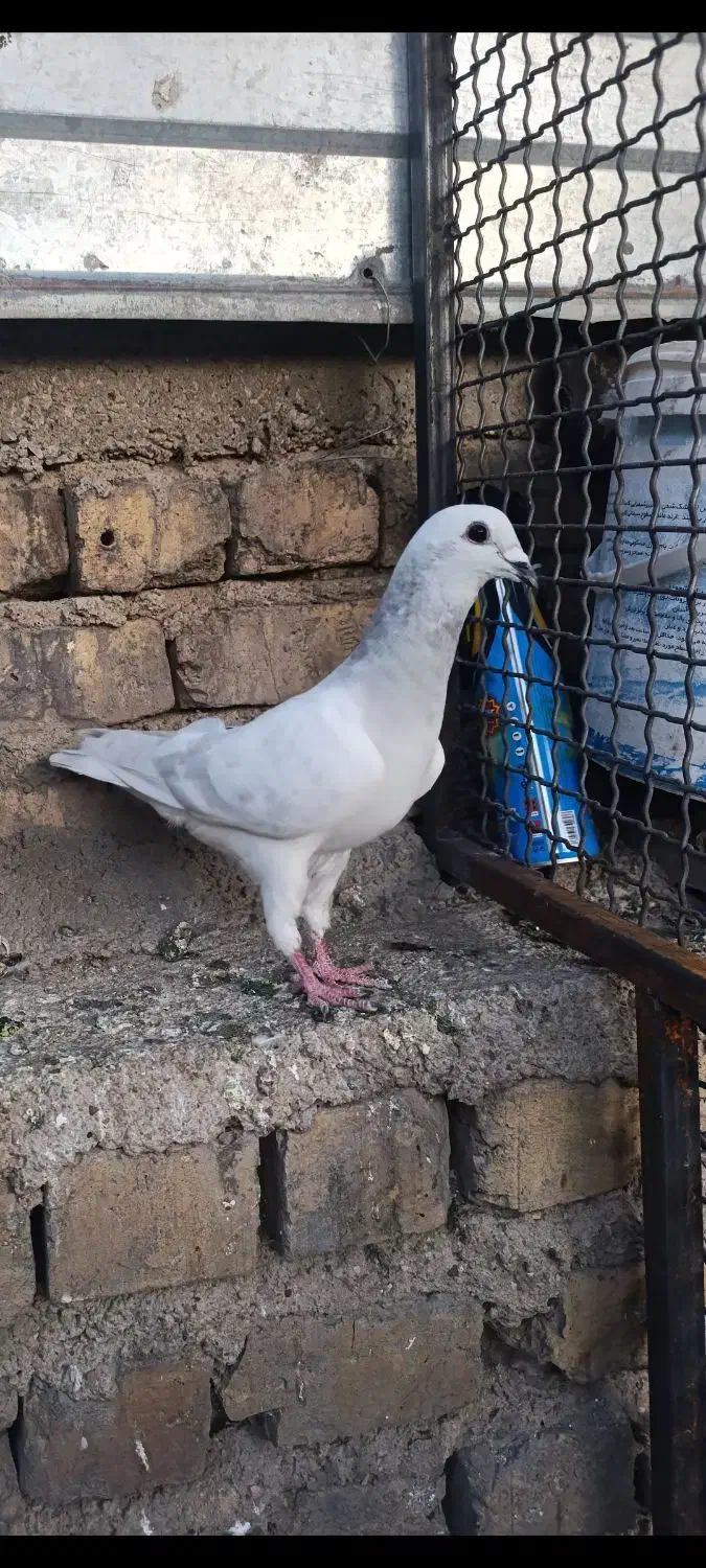 کبوتر|پرنده|شیراز, میانرود|دیوار