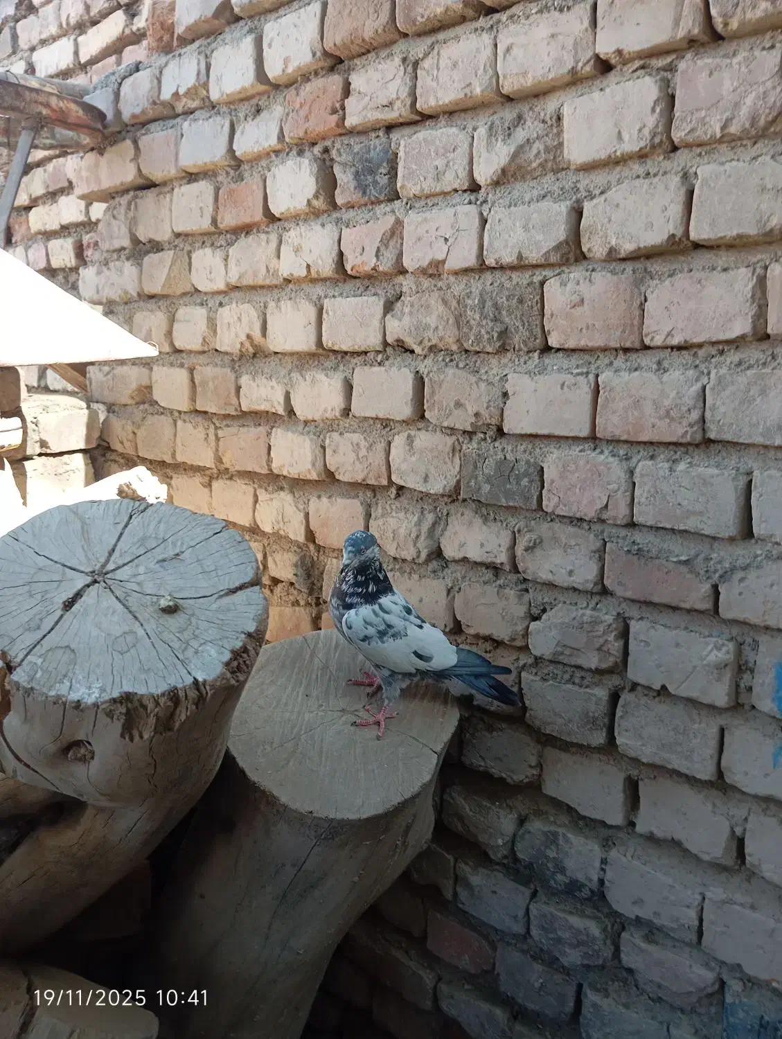 کبوتر|پرنده|ایرانشهر, |دیوار