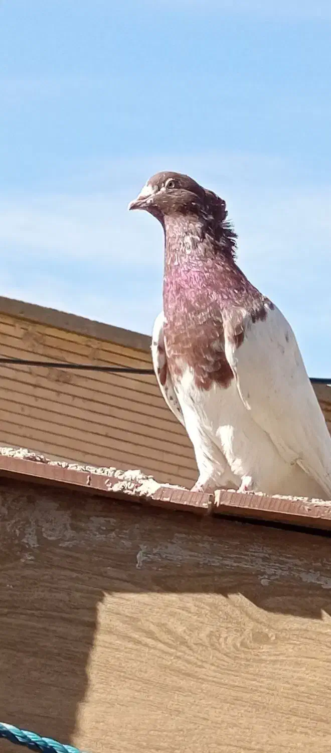 کفتر|پرنده|پلدختر, |دیوار