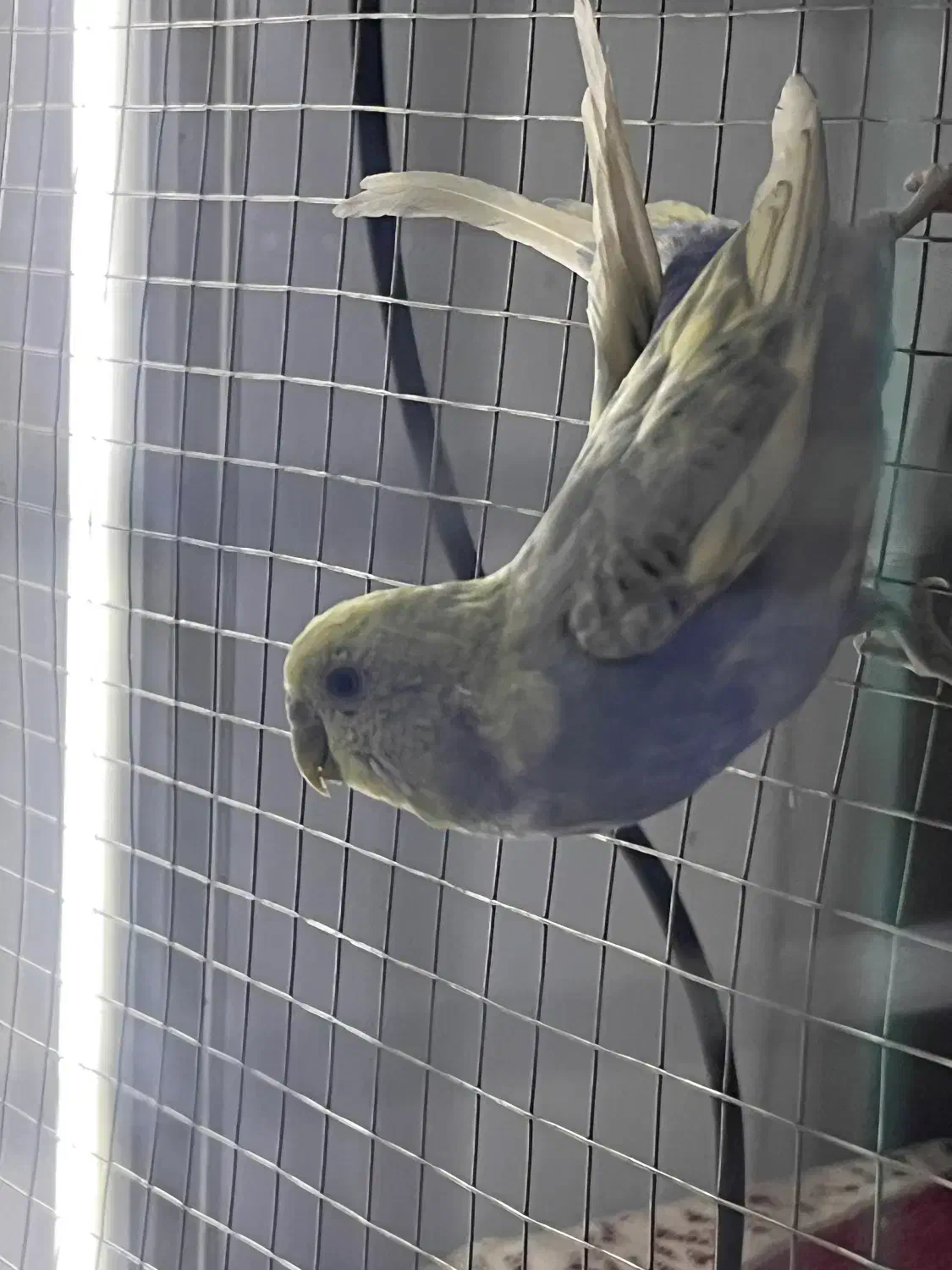 جفت مرغ عشق نر ماده|پرنده|کرمان, |دیوار