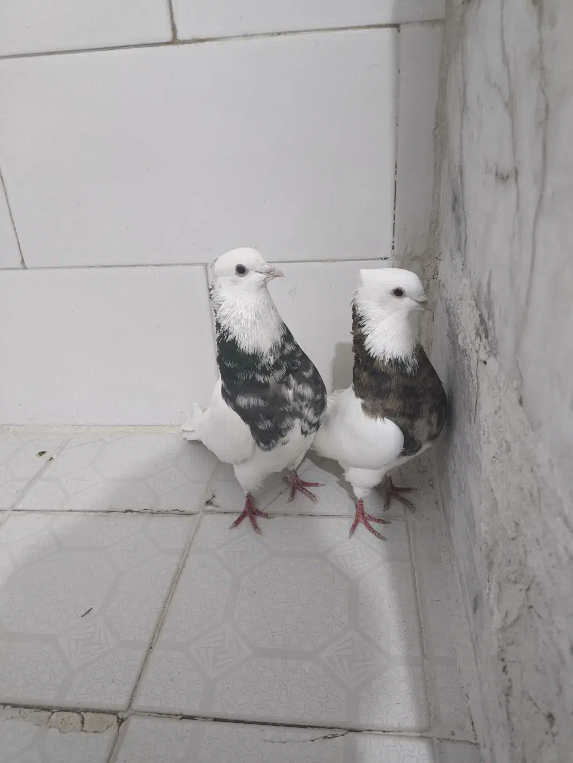 طوقی|پرنده|بافق, |دیوار