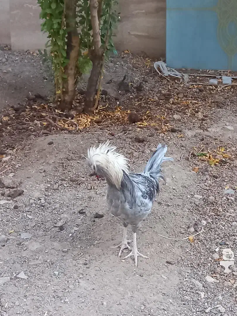 خروس لهستانی خوش رنگ|حیوانات مزرعه|تربتحیدریه, قائم|دیوار