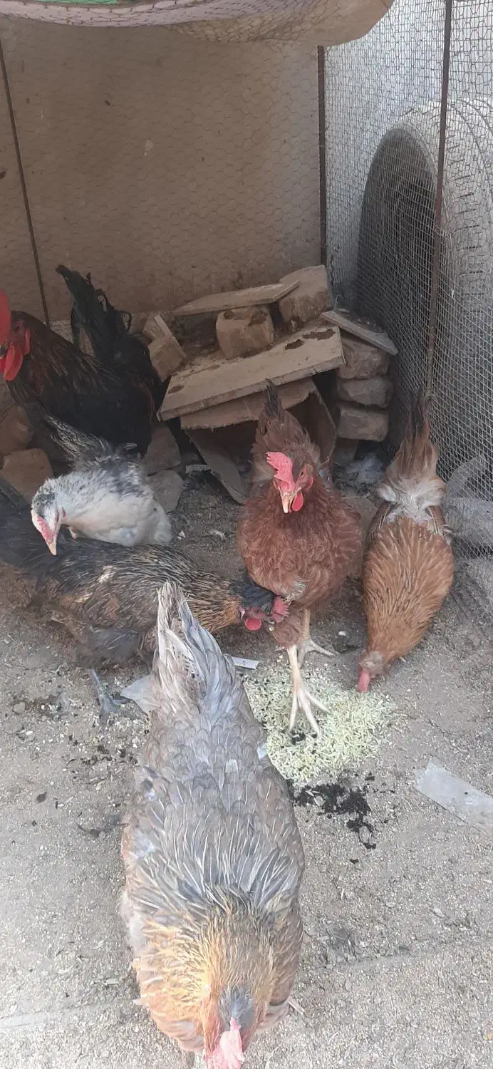 ۵عدد مرغ تخم گذار ویک عدد خروس بزرگ|حیوانات مزرعه|زرند, |دیوار