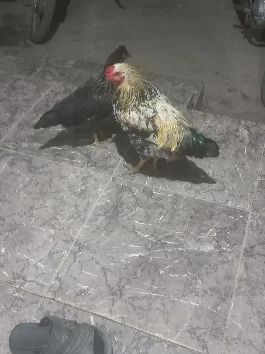 یک ماکیان و یک خروس محلی|حیوانات مزرعه|آق قلا, |دیوار