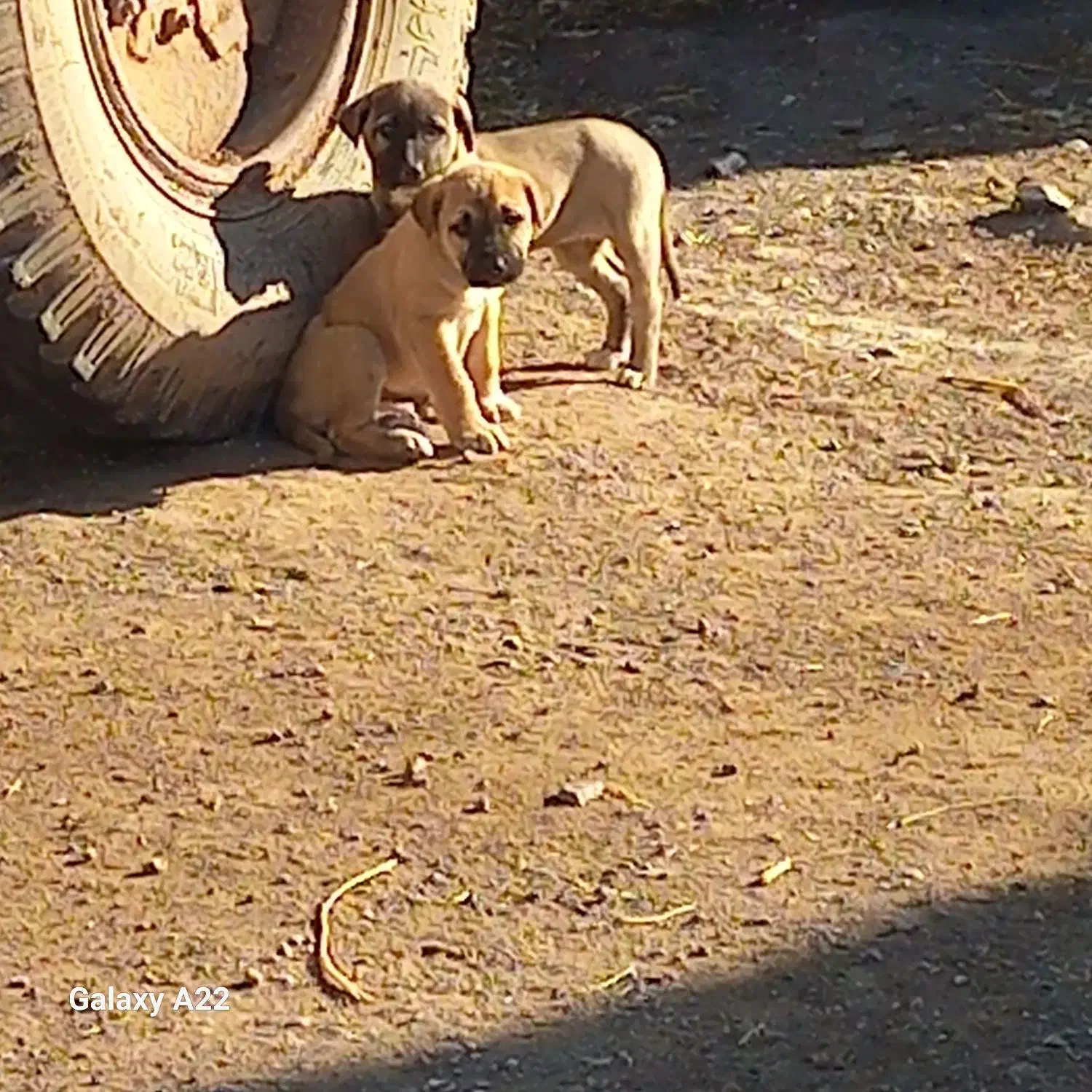 تولهسرابی|سگ|سراب, |دیوار